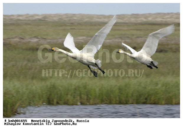 �������� ������, ������, ����, ����, ���������, ��������, ��������, ��������, �����������, �����������������, ������������� �����, ������������� �����, XYZ, ������, Anatidae, ����� ������, ��������� ������, Cygnus bewickii